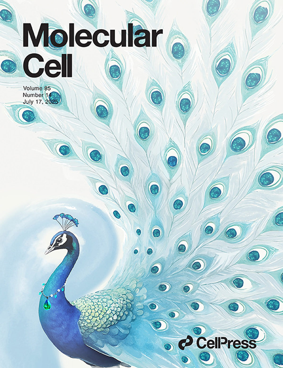 『تم عرض الغلاف المصمم في مجلة Molecular Cell』تعديل حمض اللاكتيك لـ YTHDC1 يفتح هدفًا جديدًا لعلاج سرطان الكلى!