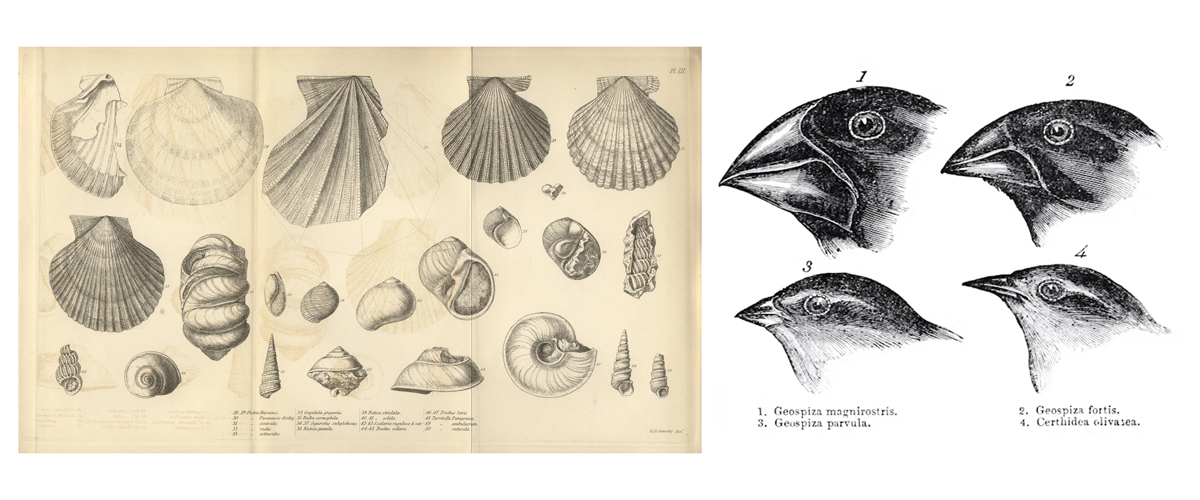 Charles Darwin’s manuscripts