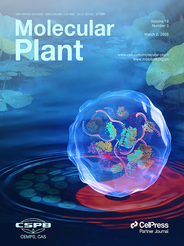 قصة الغلاف عمل فني لـ Sondii يظهر في مجلة Molecular Plant: الحبيبات الإجهادية والجلوتاثيونيلة يبنيان جداراً دفاعياً للأكسدة والاختزال في نبات الأرابيدوبسيس