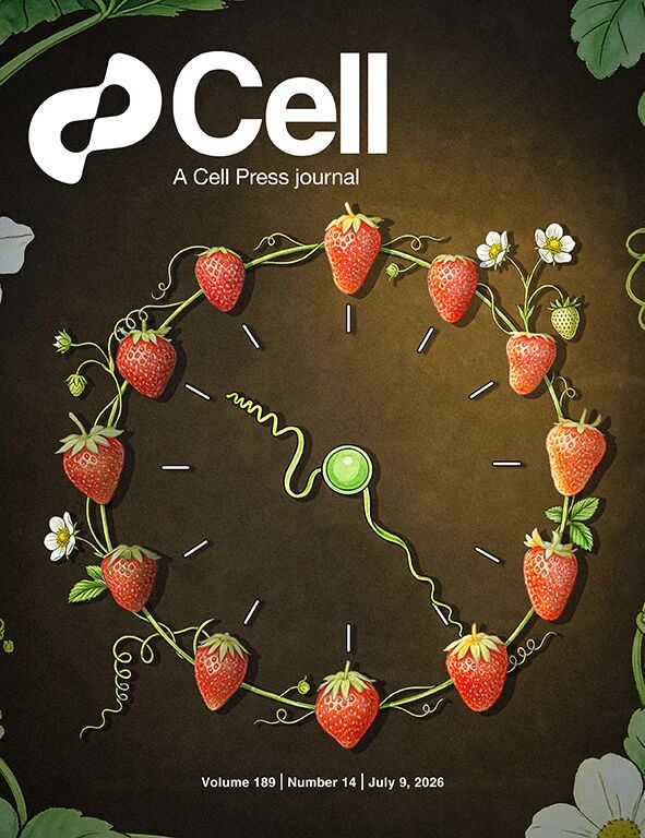 『Sondii Artwork Featured on Cell Again!』First Heterologous Reconstitution of a Eukaryotic Circadian Network — Strawberry Emerges as a Key Model